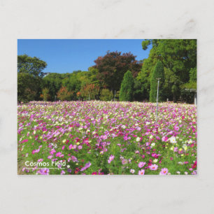 Campo Cosmos: postal