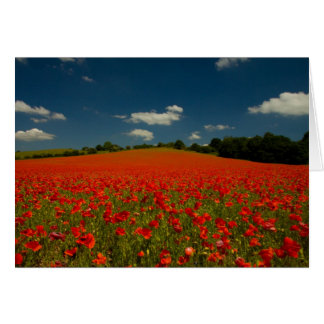 Campo de amapola bajo un cielo de verano