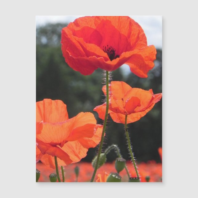 Campo de amapola, hermosas flores, (Anverso)