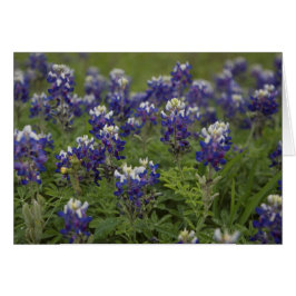 Campo de Bluebonnets