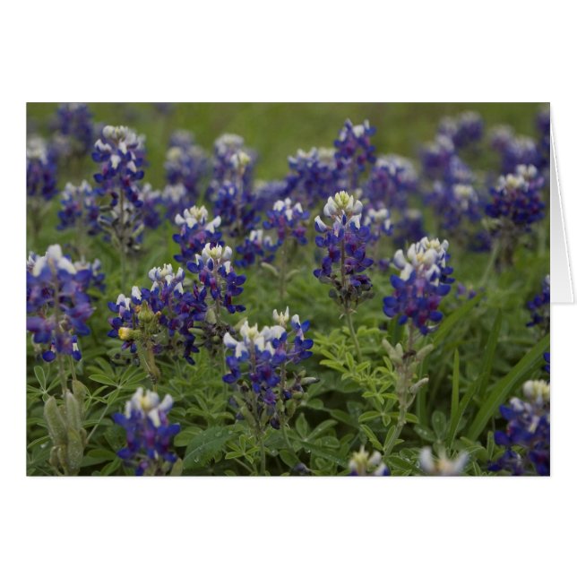 Campo de Bluebonnets (Anverso (Horizontal))