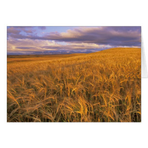 Campo de cebada madura a lo largo de las rocosas