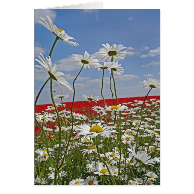 Campo de cultivo de margaritas blancas de ojos de  (Frente)