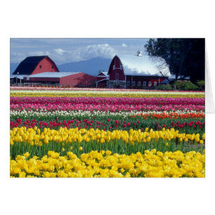 Campo de exhibición de tulipanes