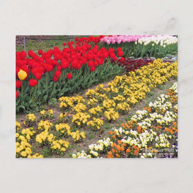 Campo de flor de tulipán: postal (Anverso)