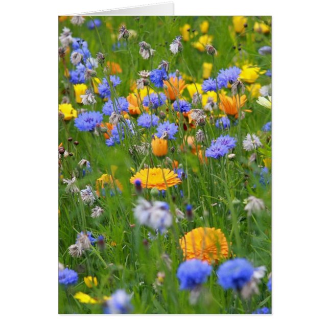 Campo De Flores (Frente)