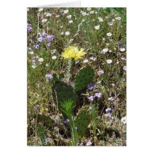 Campo de flores