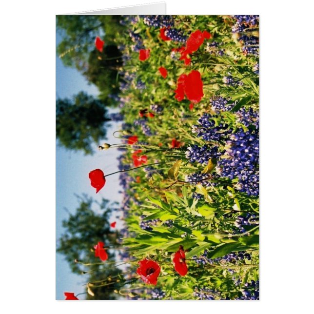 Campo de flores (Frente)