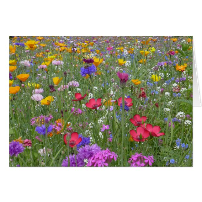 Campo de flores coloridas (Anverso (Horizontal))