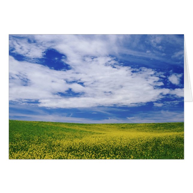 Campo de flores de canola o mostaza, Palouse (Anverso (Horizontal))