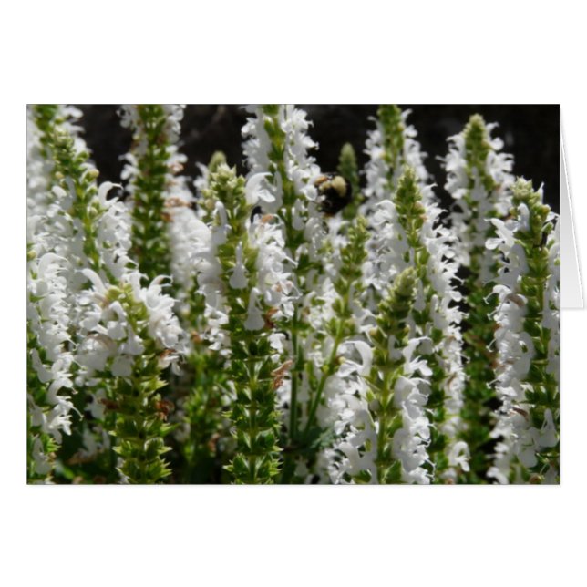 Campo de flores de lavanda blanca (Anverso (Horizontal))
