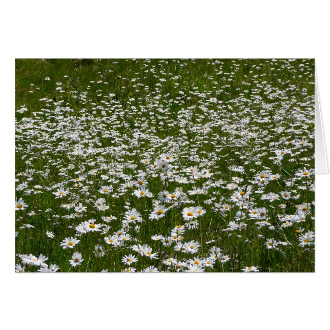 Campo de flores silvestres de Daisies Alaskan (Anverso (Horizontal))