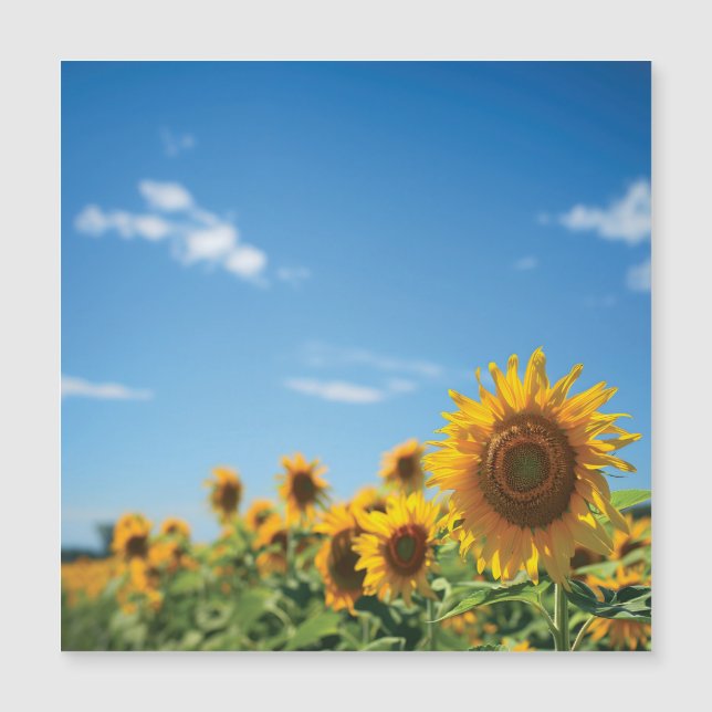 Campo de girasol (Anverso)