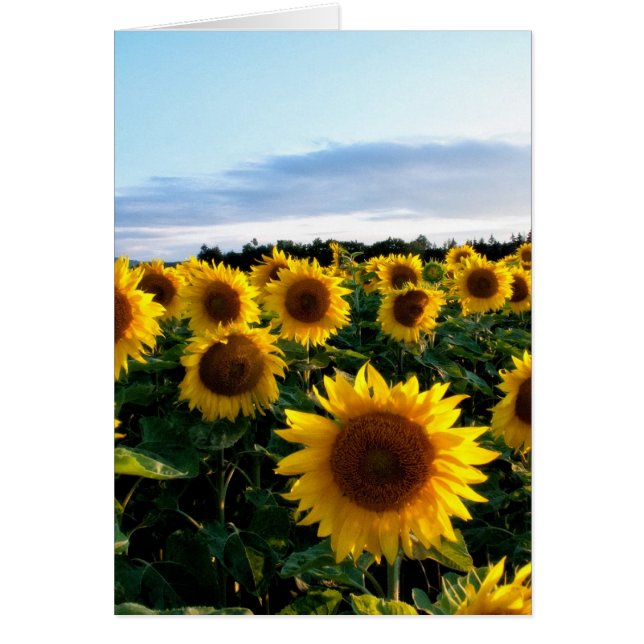 Campo de girasol (Frente)