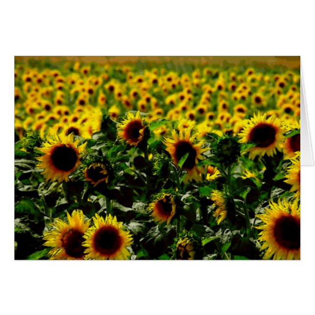 Campo de girasol (Anverso (Horizontal))