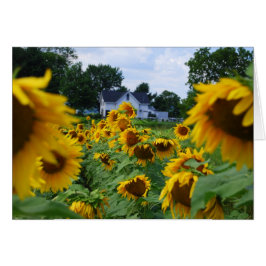 Campo de girasol con tarjeta de granja