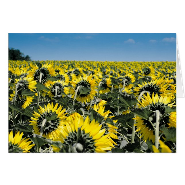 Campo de girasoles (Anverso (Horizontal))