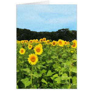 Campo de girasoles
