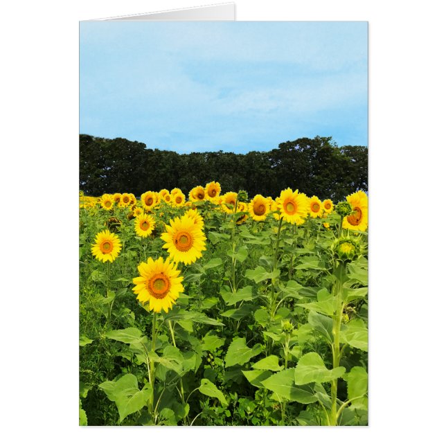 Campo de girasoles (Frente)