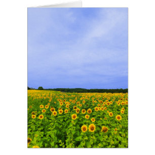 Campo de girasoles