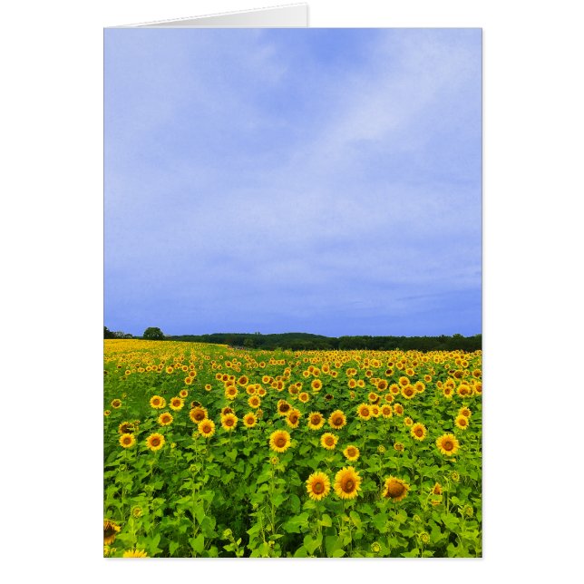 Campo de girasoles (Frente)