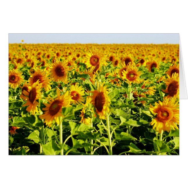 Campo de girasoles (Anverso (Horizontal))