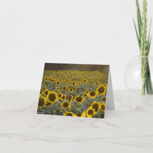 Campo de girasoles