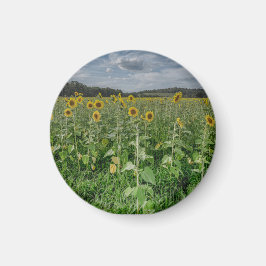 "Campo de Girasoles" Imán