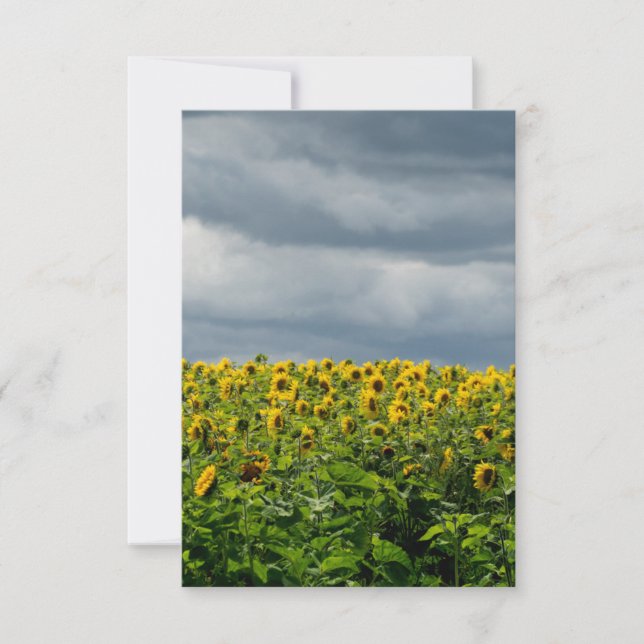 Campo de girasoles. imán (Anverso)