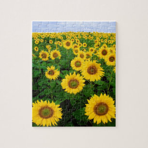 CAMPO DE GIRASOLES Y CIELO AZUL ROMPECABEZAS 8X10