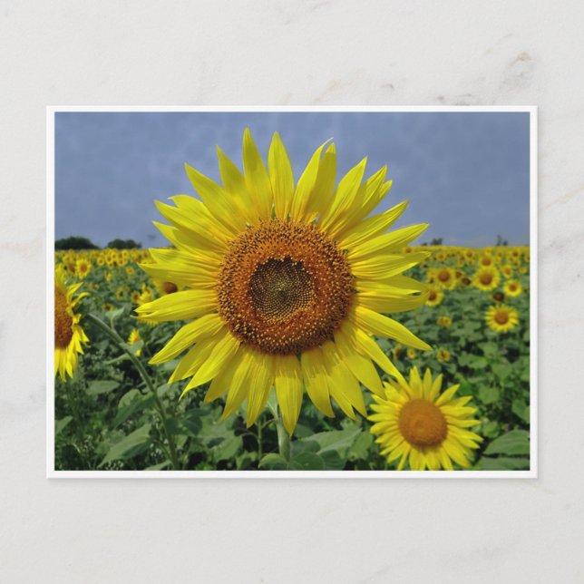 Campo de girasoles y postal azul (Anverso)