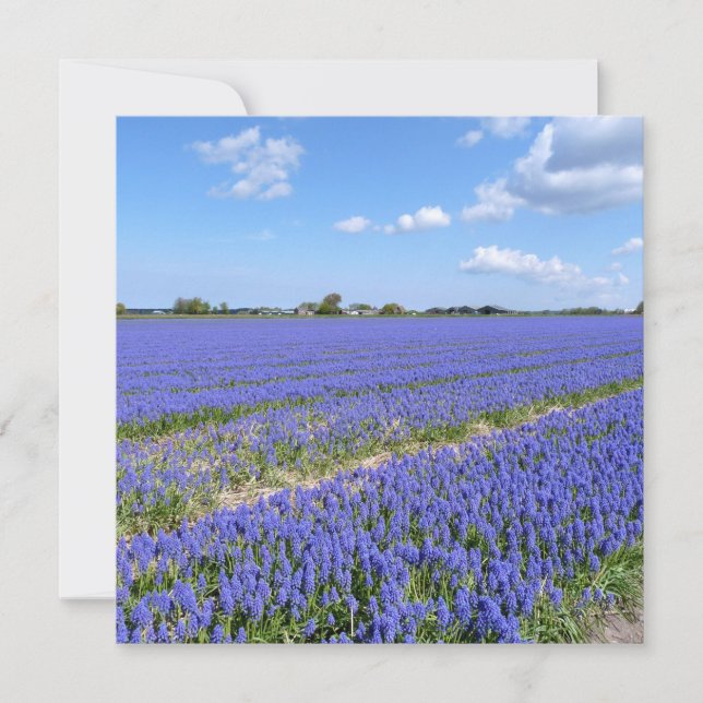 Campo de jacintos (Anverso)