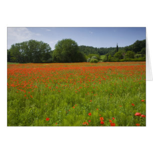 Campo de la amapola, Chiusi, Italia