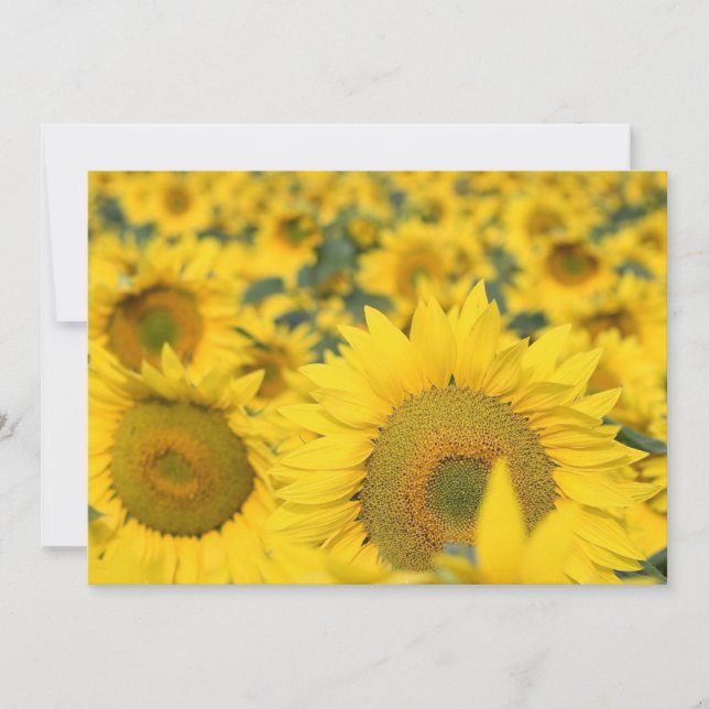 Campo de la invitación de los girasoles (Anverso)