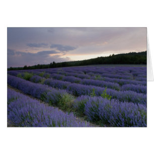 Campo de la lavanda en la puesta del sol