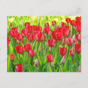 Campo de la postal de los tulipanes
