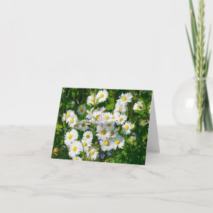 Campo de la tarjeta de felicitación blanca Daisies