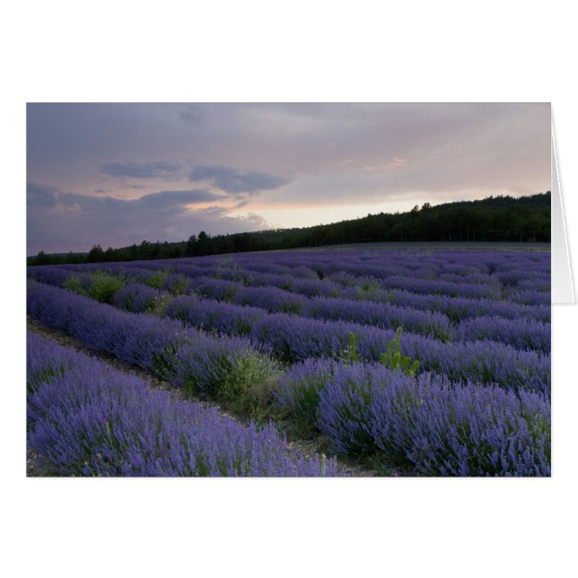 Campo de lavanda al atardecer (Anverso (Horizontal))