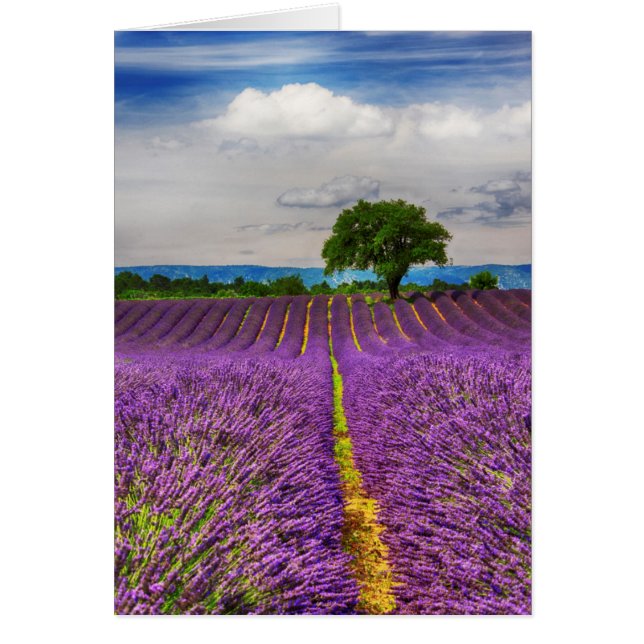 Campo de lavanda escénico, Francia (Frente)