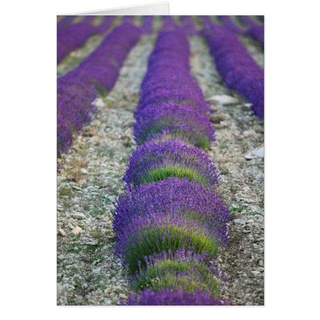 Campo de lavanda, Provenza, Francia (Frente)