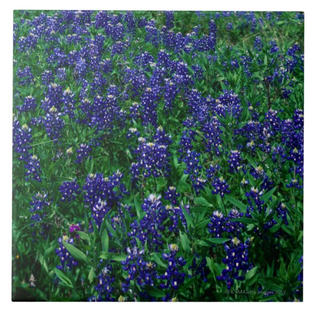 Campo de los Bluebonnets de Tejas (Frente)
