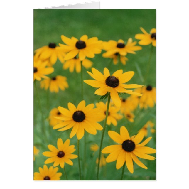 Campo de los Susies Ojos Negros (Frente)