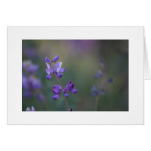 campo de Lupine