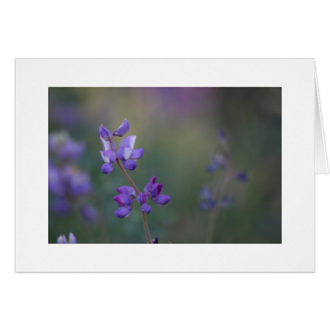 campo de Lupine (Anverso (Horizontal))