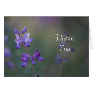 Campo de Lupine Gracias