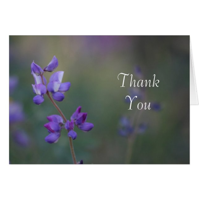 Campo de Lupine Gracias (Anverso (Horizontal))