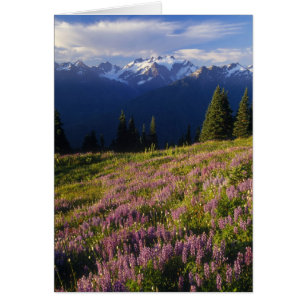 Campo de lupino, Mt. Olympus, y nubes en
