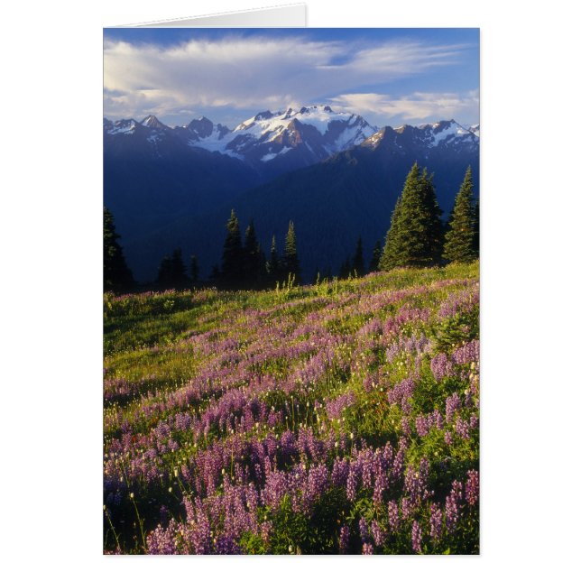 Campo de lupino, Mt. Olympus, y nubes en (Frente)