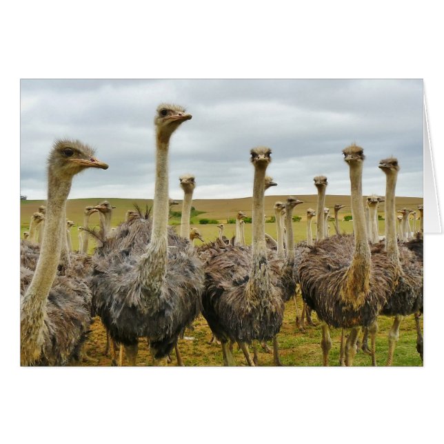 Campo de Ostriches (Anverso (Horizontal))