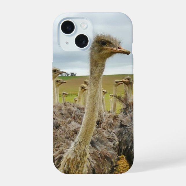 Campo de Ostriches (Reverso )